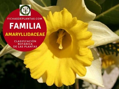 Familia Amaryllidaceae