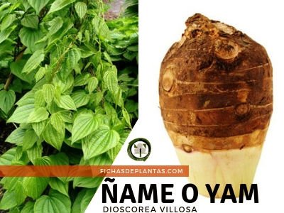 Ñame Planta Medicinal y Comestible