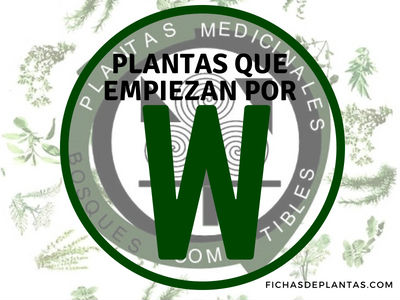 Plantas que empiezan con W