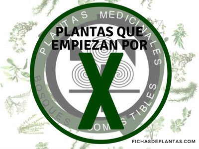 Plantas que empiezan con X