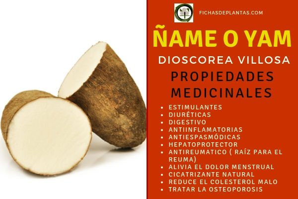 Raíz de Yan o Ñame Propiedades 