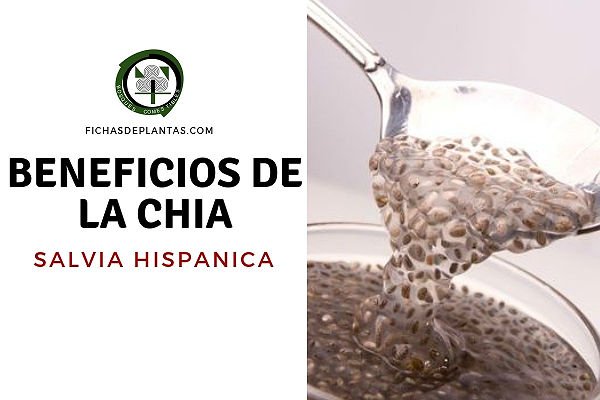 Beneficios de la Chia