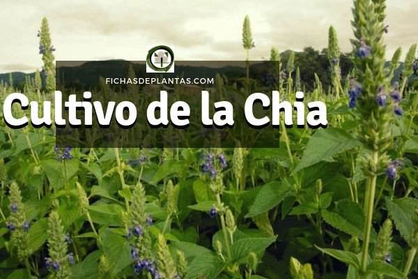 Cultivo de la Chia