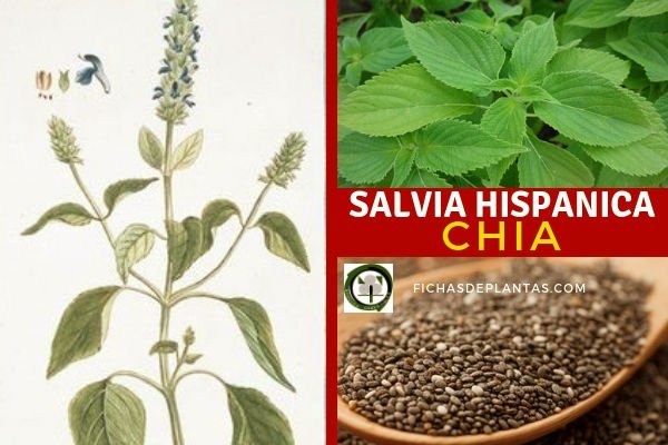 Salvia hispanica, Chia