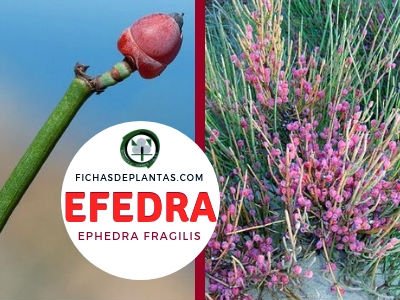 Efedra Planta Medicinal