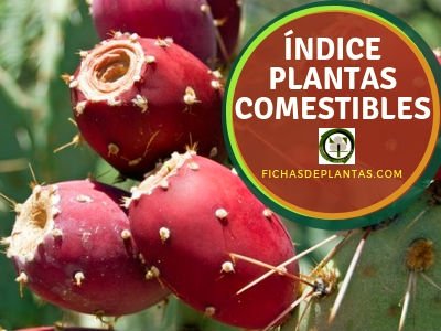 Plantas Comestibles, Indice de Especies