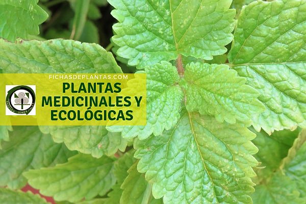 Plantas Medicinales y Ecológicas