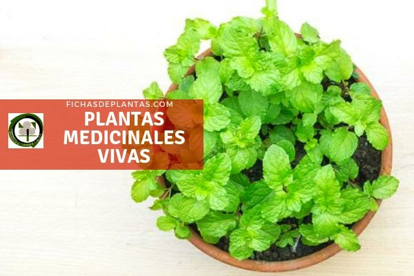 Plantas Medicinales Vivas