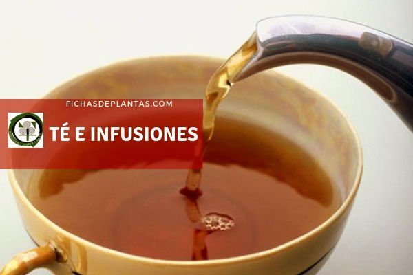 Comprar Té e Infusiones