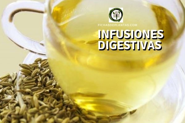 Infusiones Digestivas