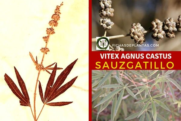 Vitex agnus-castus, Sauce Gatillo