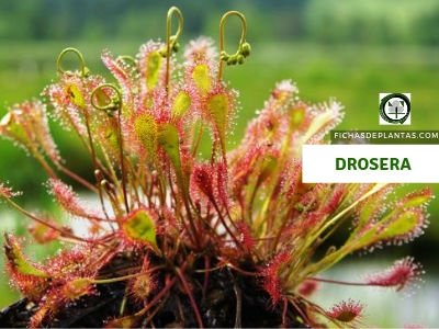 Drosera Planta