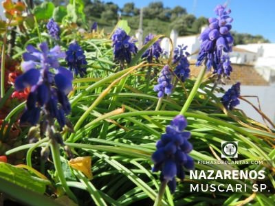 Nazarenos, Muscari sp.