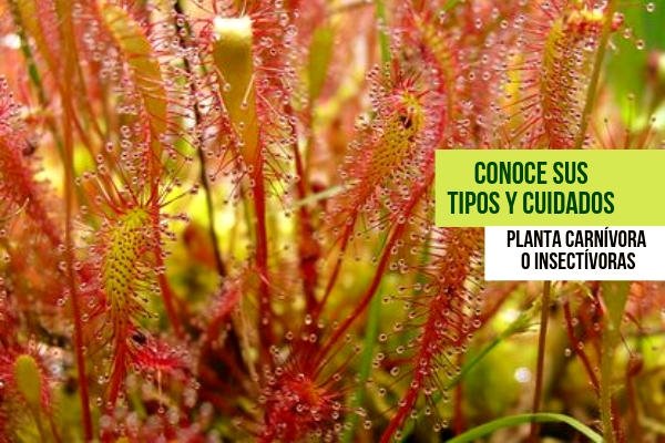 Plantas Carnívoras o Insectívoras