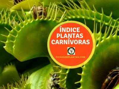 Plantas Carnivoras