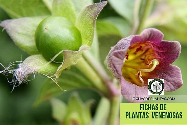 Fichas de las plantas Venenosas