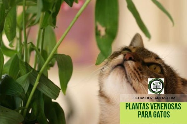 Gatos, Plantas Venenosas