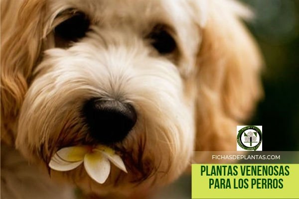 Perros, Plantas Venenosas