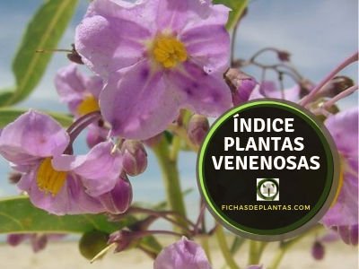 Plantas Venenosas