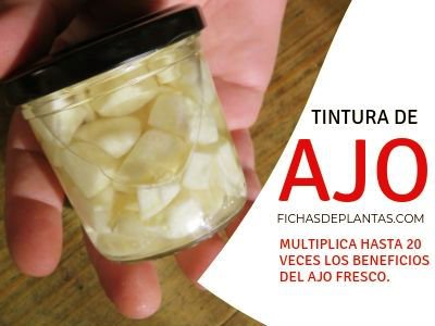 Tintura de Ajo