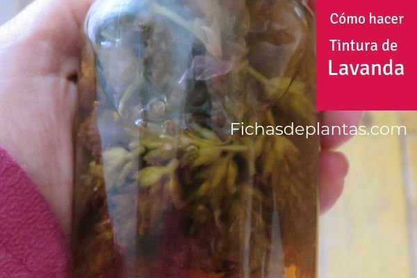 Cómo hacer Tintura de Lavanda