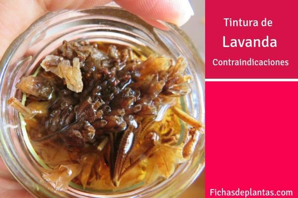 Tintura de lavanda Contraindicaciones