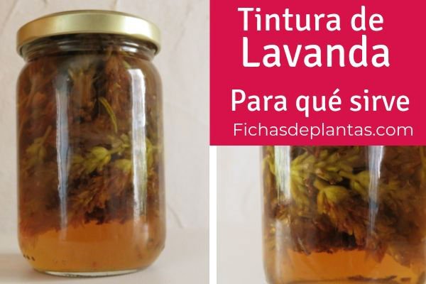 Tintura de Lavanda, Para qué Sirve.