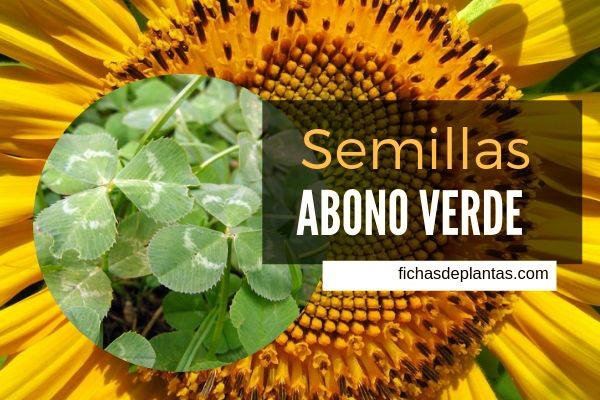 Semillas para Abono Verde