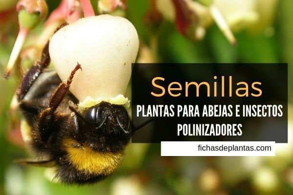 Abejas, Semillas Plantas