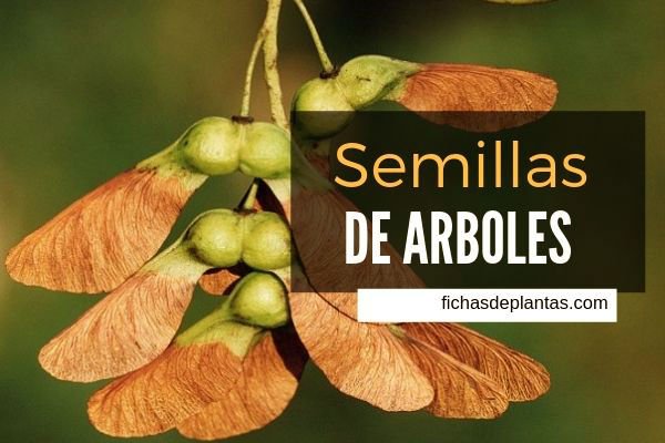 Semillas de Arboles