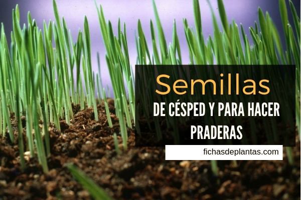Semillas para Césped y Praderas