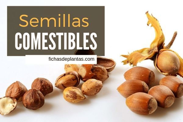 Semillas Comestibles