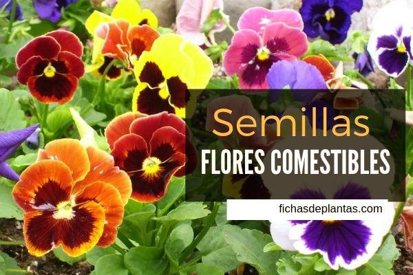 Semillas Flores Comestibles