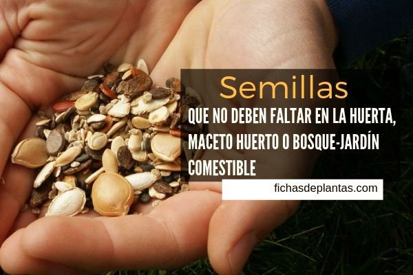 Semillas de Huerta, Maceto Huerto