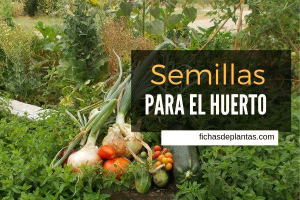 Semillas para el Huerto, Verduras y Hortalizas