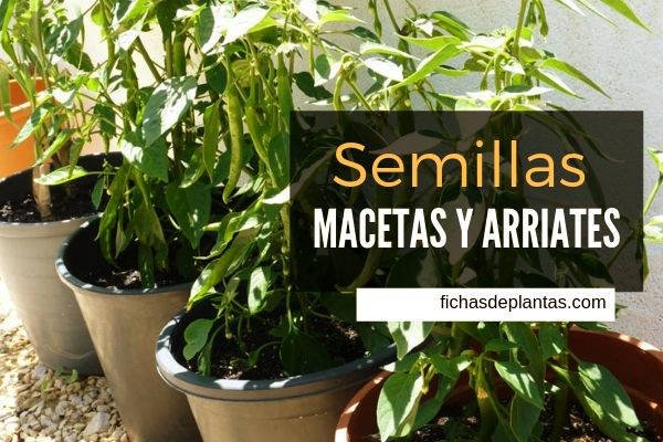 Semillas Cultivo en Macetas