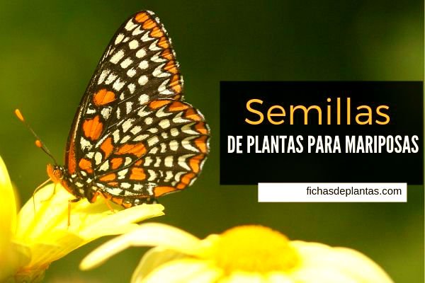Para Mariposas, Semillas de Plantas