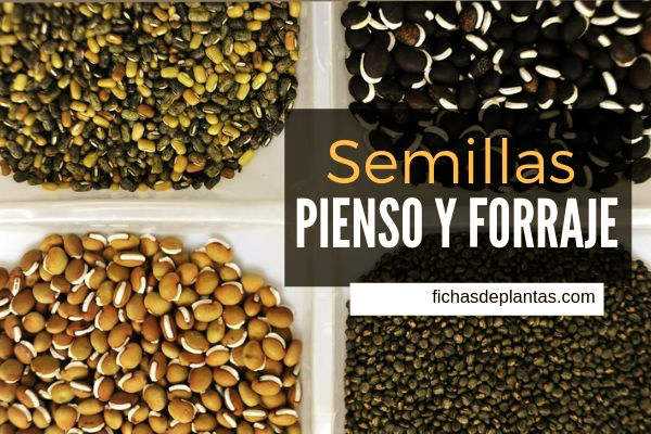 Semillas para Forraje y Pienso