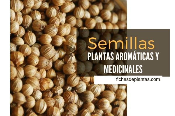 Semillas, Plantas Medicinales y Aromáticas