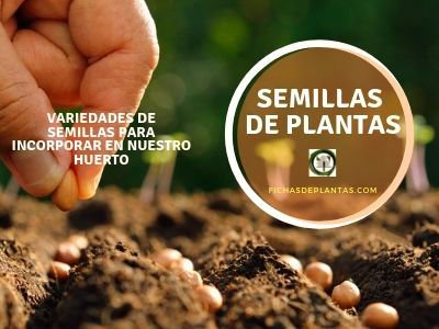 Semillas de Plantas, Variedades