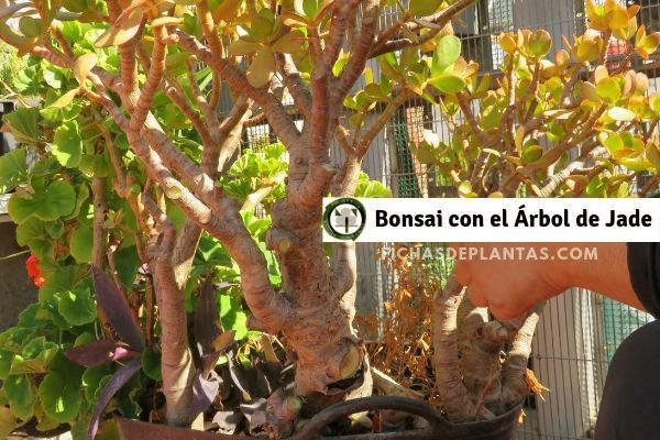 Arbol de Jade, Bonsai