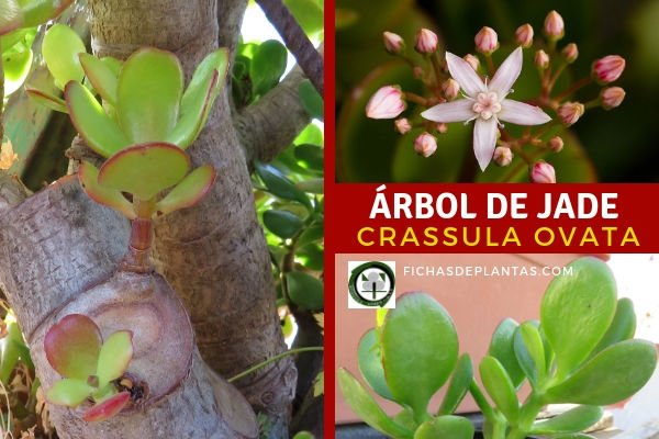 Crassula ovata, Planta de Jade