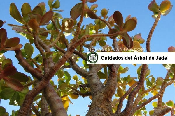 Cuidados del Arbol de Jade