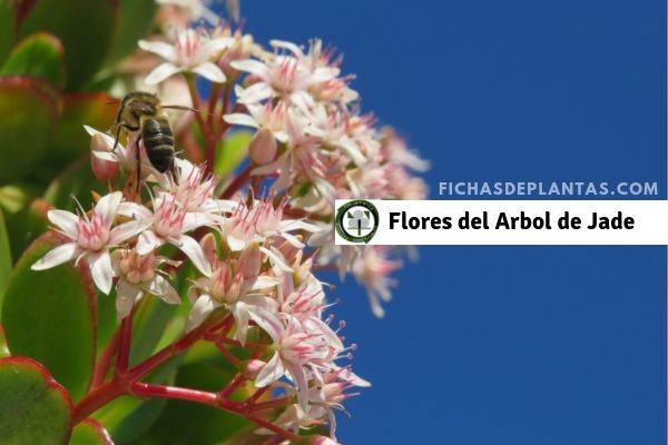 Arbol de Jade, Flores