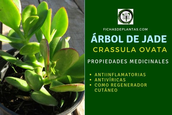 Arbol de Jade Propiedades