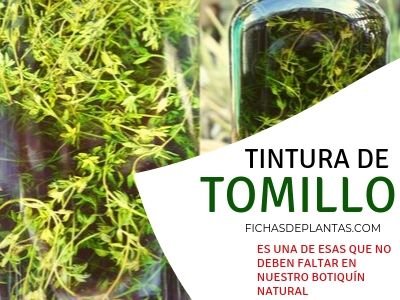 Tintura de Tomillo
