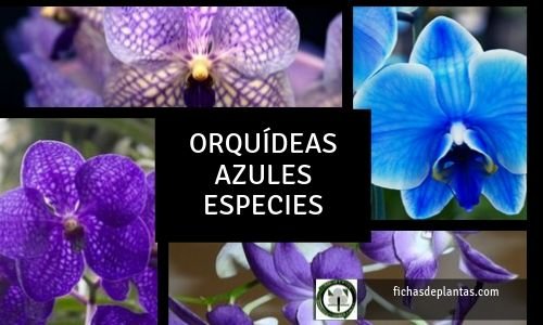 Orquídeas azules Especies