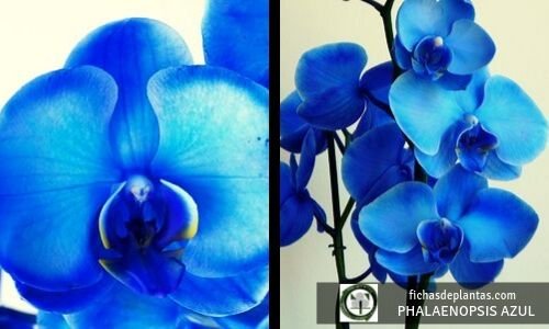 Phalaenopsis azul, orquídea