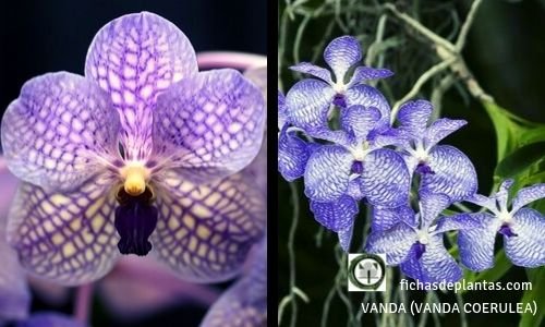 Vanda Orquídea azul
