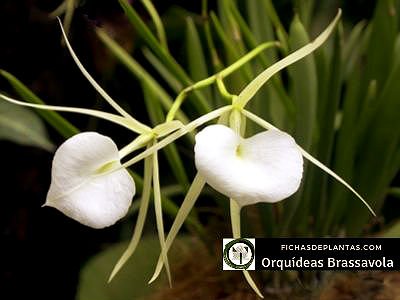 Brassavola